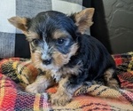 Puppy Helix Yorkshire Terrier