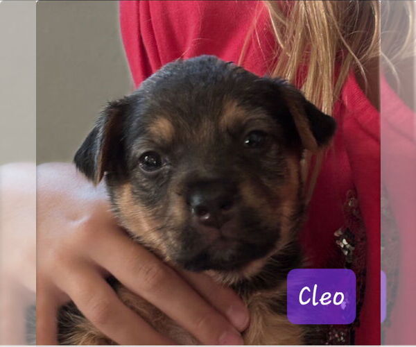 Medium Photo #1 Labrador Retriever-Unknown Mix Puppy For Sale in The Woodlands, TX, USA