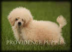 Small Photo #57 Poodle (Miniature) Puppy For Sale in COPPOCK, IA, USA