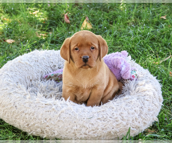 Medium Photo #2 Labrador Retriever Puppy For Sale in SYRACUSE, IN, USA