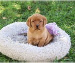 Ramona - Female Labrador Retriever Puppy for Sale - Photo #2