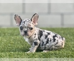 Small Photo #14 French Bulldog Puppy For Sale in LAS VEGAS, NV, USA