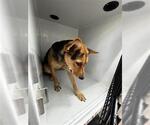 Small German Shepherd Dog