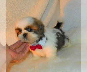 Shih Tzu Dog for Adoption in WARRENSBURG, Missouri USA