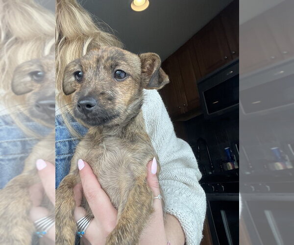 Medium Photo #4 ShiChi Puppy For Sale in Brewster, NY, USA