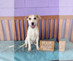 Small #2 Labrador Retriever Mix