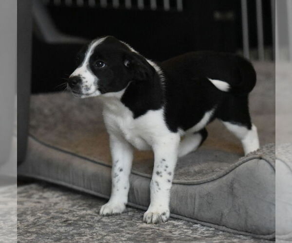 Medium Photo #1 Beagle-Border Collie Mix Puppy For Sale in Mechanicsburg, PA, USA