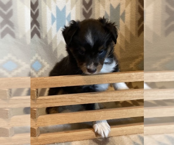 Medium Photo #7 Shel-Aussie Puppy For Sale in FORT MORGAN, CO, USA