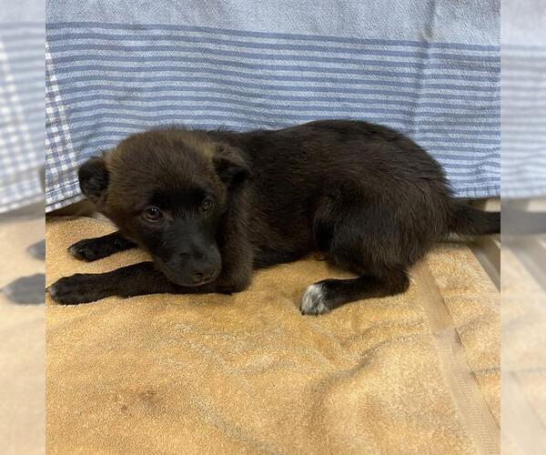 Medium Photo #1 Australian Kelpie-Unknown Mix Puppy For Sale in Modesto, CA, USA