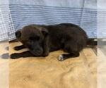 Small Australian Kelpie Mix