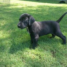 German Shorthaired Lab Puppy for sale in TUCSON, AZ, USA