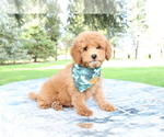 Small Photo #1 Poodle (Toy) Puppy For Sale in BOSWELL, IN, USA