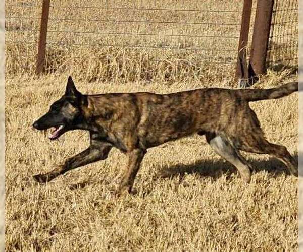Medium Photo #1 Holland Shepherd-Unknown Mix Puppy For Sale in Imlay City, MI, USA