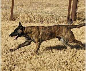 Holland Shepherd-Unknown Mix Dogs for adoption in Imlay City, MI, USA