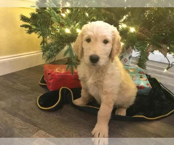 Medium Photo #1 Goldendoodle Puppy For Sale in WEATHERFORD, TX, USA