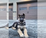 Puppy Poppy German Shepherd Dog