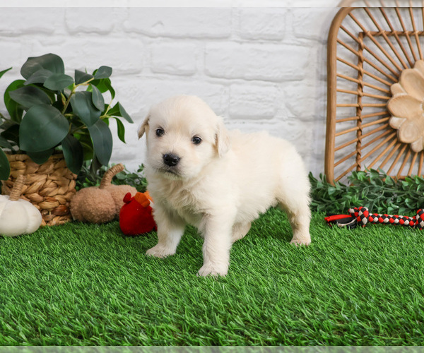 Medium Photo #1 English Cream Golden Retriever Puppy For Sale in SYRACUSE, IN, USA