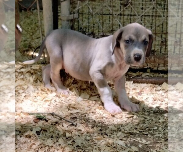 Medium Photo #18 Great Dane Puppy For Sale in LAURENS, SC, USA