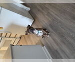 Small #3 American Staffordshire Terrier Mix