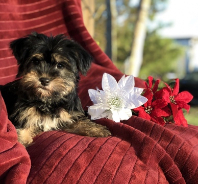 Medium Photo #3 Havashire Puppy For Sale in HOUSTON, TX, USA