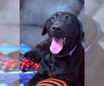 Small #4 Labrador Retriever