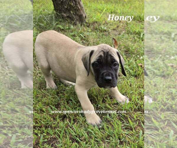 Medium Photo #4 Mastiff Puppy For Sale in CABOOL, MO, USA