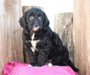 Goldendoodle (Miniature) Puppy for sale in FREDERICKSBG, OH, USA