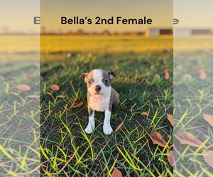 Boston Terrier Puppy for sale in EWING, KY, USA