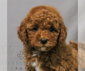 Cavapoo Puppy for sale in NEWMANSTOWN, PA, USA