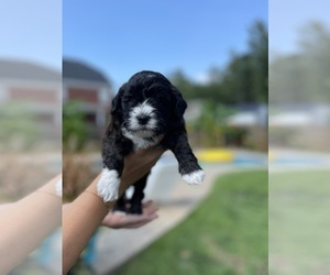Goldendoodle-Shih Tzu Mix Puppy for Sale in LEXINGTON, South Carolina USA