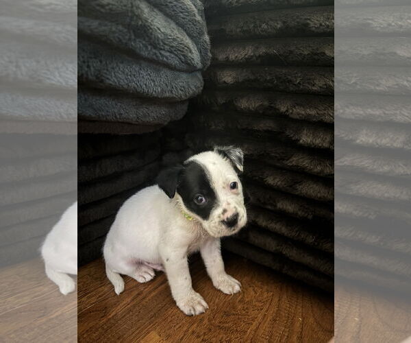 Medium Photo #1 Labrador Retriever-Unknown Mix Puppy For Sale in The Woodlands, TX, USA