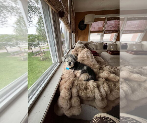 Medium Photo #4 Shih Tzu-Unknown Mix Puppy For Sale in Springdale, PA, USA