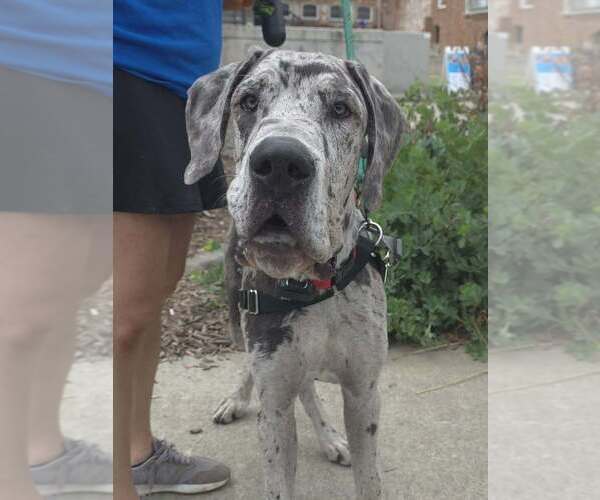 Medium Photo #4 Great Dane Puppy For Sale in Raleigh, NC, USA
