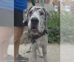 Small #3 Great Dane