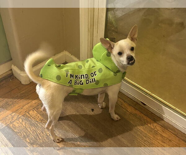 Medium Photo #4 Chihuahua-Unknown Mix Puppy For Sale in Pittsburg, CA, USA