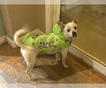 Small #3 Chihuahua Mix