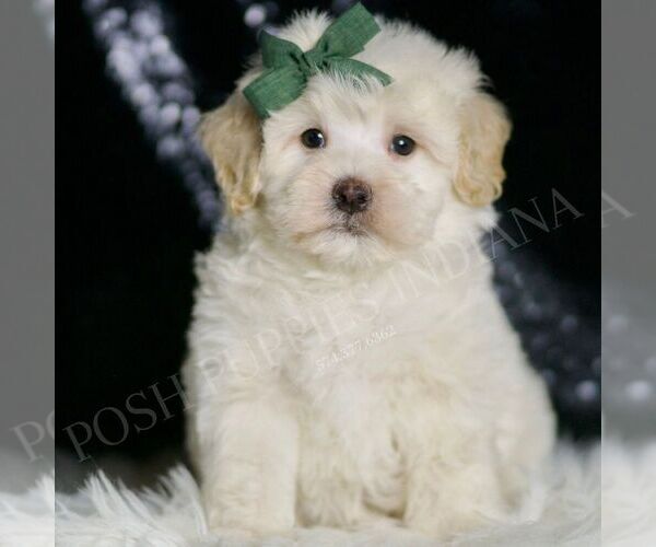 Medium Photo #5 Maltipoo Puppy For Sale in WARSAW, IN, USA