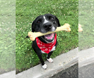 Mutt Dogs for adoption in Westwood, NJ, USA