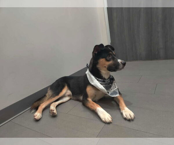 Medium Photo #9 Siberian Husky-Unknown Mix Puppy For Sale in Princeton, MN, USA