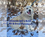 Small #6 Great Pyrenees Mix