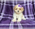 Small #4 Lhasa Apso