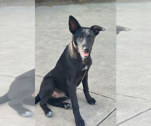 Siberian Husky-Unknown Mix Dogs for adoption in Dana Point, CA, USA