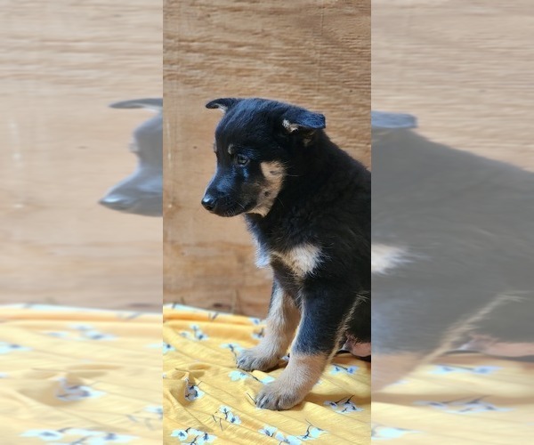 Medium Photo #3 Pomsky Puppy For Sale in GREENWOOD, WI, USA