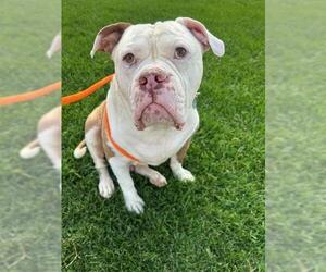 American Bulldog-Unknown Mix Dogs for adoption in Brighton, CO, USA