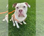 Small American Bulldog Mix
