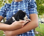 Puppy 6 English Springer Spaniel