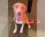 Small American Pit Bull Terrier-Australian Shepherd Mix