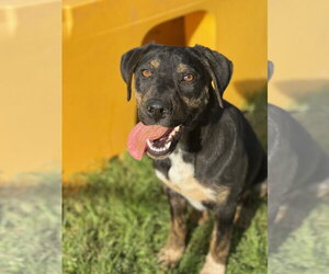 Flower - Female Rottweiler Dog for Adoption - Photo #2
