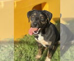 Small Photo #2 Rottweiler Puppy For Sale in Southbury, CT, USA