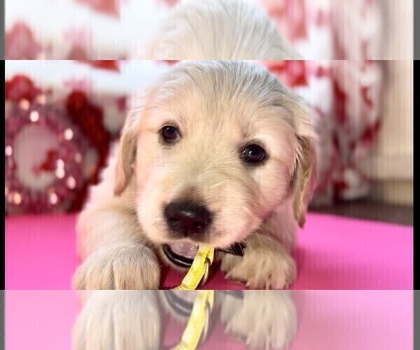 Medium Photo #1 Golden Retriever Puppy For Sale in JACKSONVILLE, FL, USA